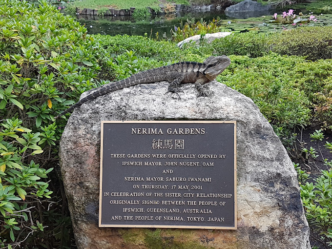 Water dragon resting on the Nerima Gardens plaque beside a pond